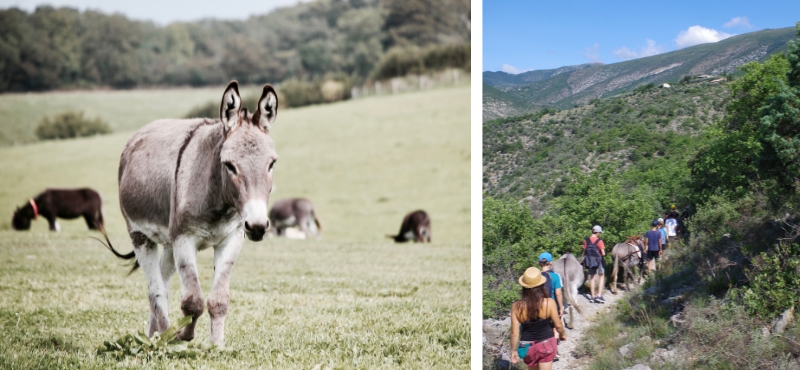 Séjour randonnées dans les Baronnies Provençales, balade avec les ânes