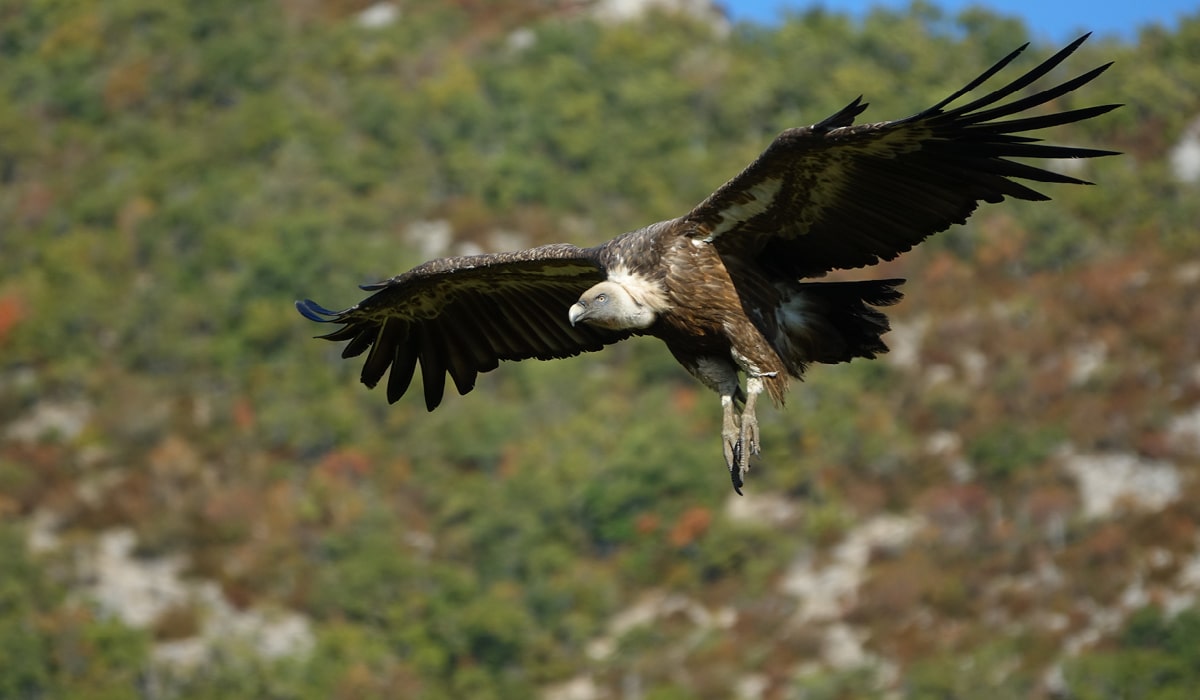 Observation des vautours en Drôme
